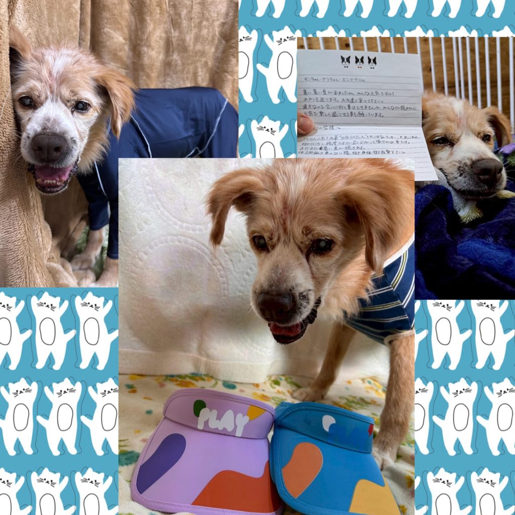 ワンだふるファミリーからの近況報告:2025年8月16日(土曜日) 15 f0635ee68e6efe7fa29ca517dd568fba