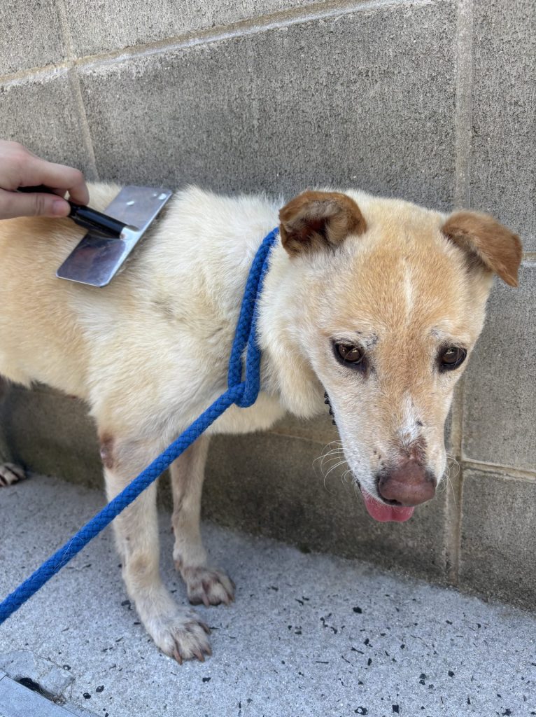 ワンだふるファミリーからの近況報告:2025年8月16日(土曜日) 16 50ab058e65d6a4879b96e3c3a53dbcc5