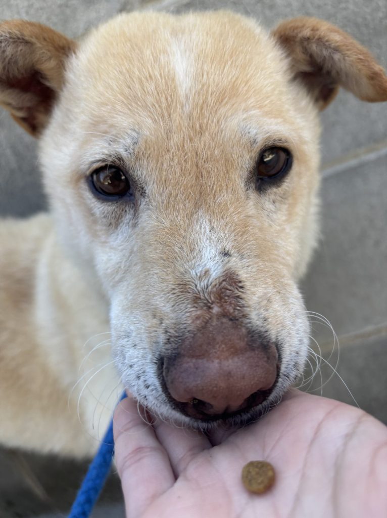 ワンだふるファミリーからの近況報告:2025年8月16日(土曜日) 17 a82a78ade954dc259d54339f0c36f079