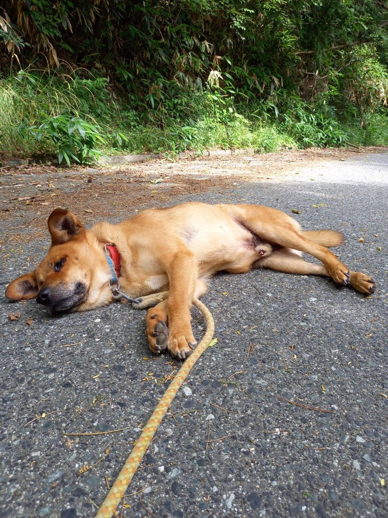 ワンだふるファミリーからの近況報告:2025年8月16日(土曜日) 18 124f873228503a13ddf3c6daf8ef63d9