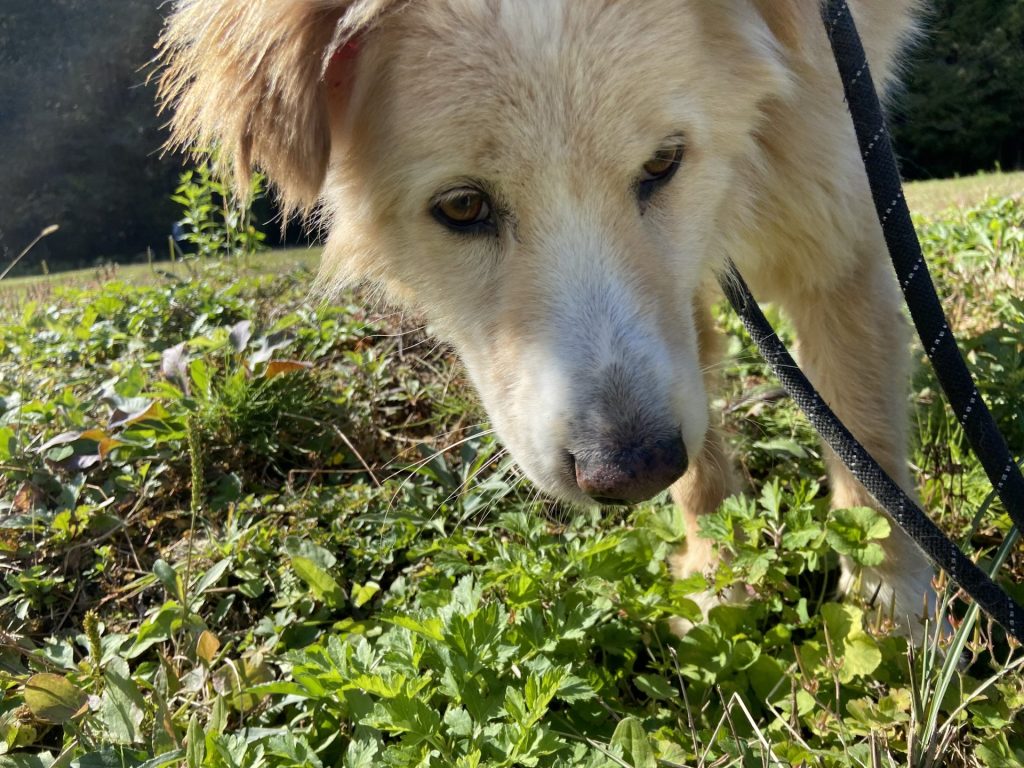 ワンだふるファミリーからの近況報告:2025年8月16日(土曜日) 20 b87efa2aff385736213ded66eccbd910 1