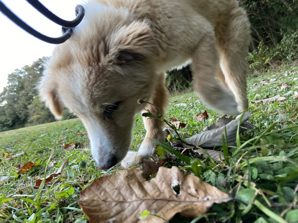 ワンだふるファミリーからの近況報告:2025年8月16日(土曜日) 19 e1dd36fba19a47b56d9fe46b1dc4fb1f 1