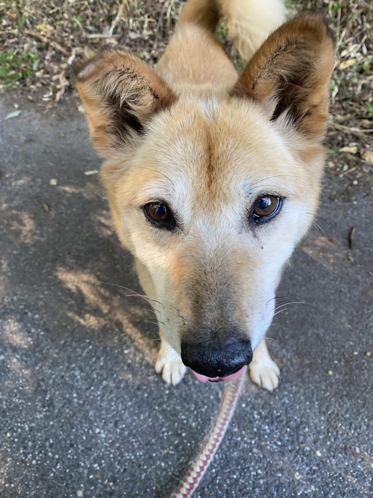 ワンだふるファミリーからの近況報告:2025年8月16日(土曜日) 21 a5982e4eaf38fe8641f9281d2edf520a