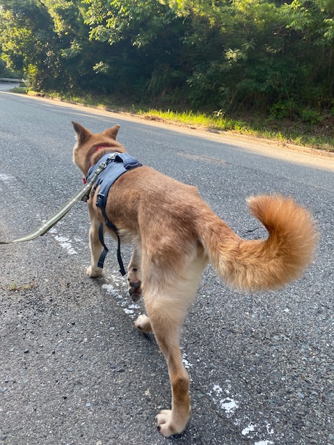 ワンだふるファミリーからの近況報告:2025年8月16日(土曜日) 23 9101be6cb0e1e4128e30dc60951e5eed