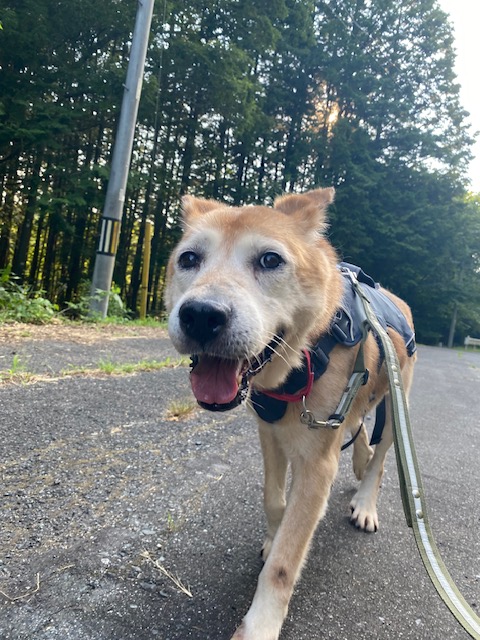 ワンだふるファミリーからの近況報告:2025年8月16日(土曜日) 22 a6b8761486ad8a746eb3c3ae41a465e6