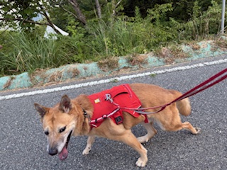 ワンだふるファミリーからの近況報告:2025年8月16日(土曜日) 25 c9dabc6b712b16ffa86d358ce26eb4bc