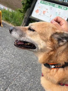 ワンだふるファミリーからの近況報告:2025年8月16日(土曜日) 24 e8112e5b8c840f0db87c07533c7f1bc0