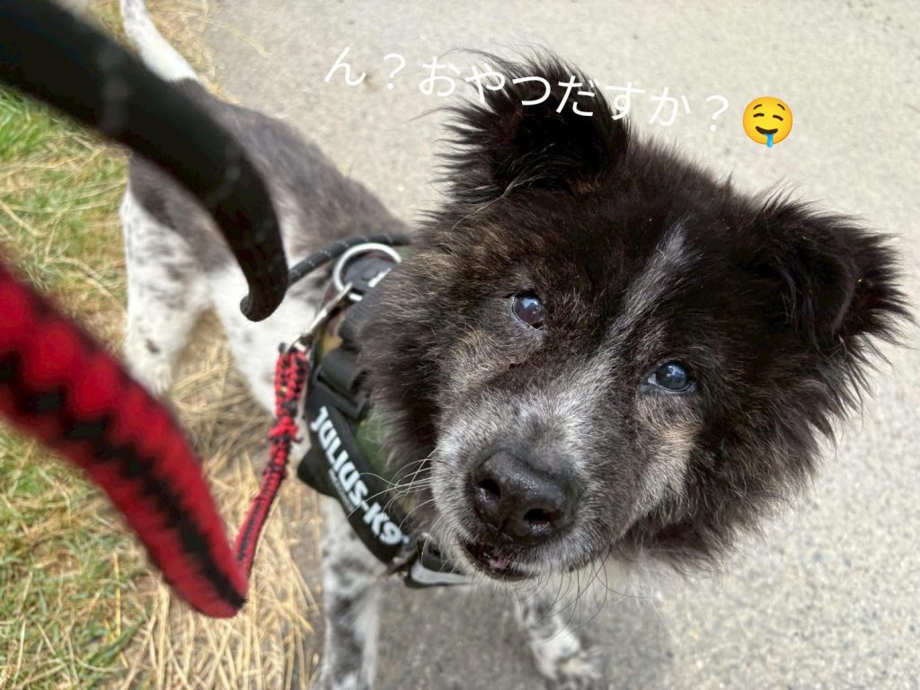 ワンだふるファミリーからの近況報告:2025年8月16日(土曜日) 27 ecd82981e4af7d612f763c0c55d48b64