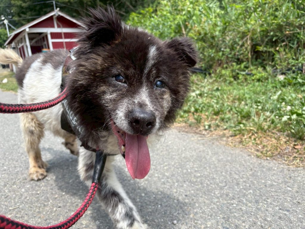 ワンだふるファミリーからの近況報告:2025年8月16日(土曜日) 26 ee12c07e9992fe621891a61ae2a3c0d7