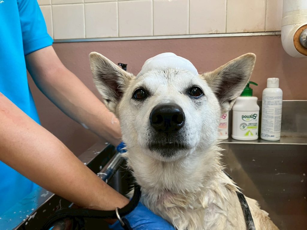 ワンだふるファミリーからの近況報告:2025年8月16日(土曜日) 29 720db3cbb416c14736429ca5b5a4191d