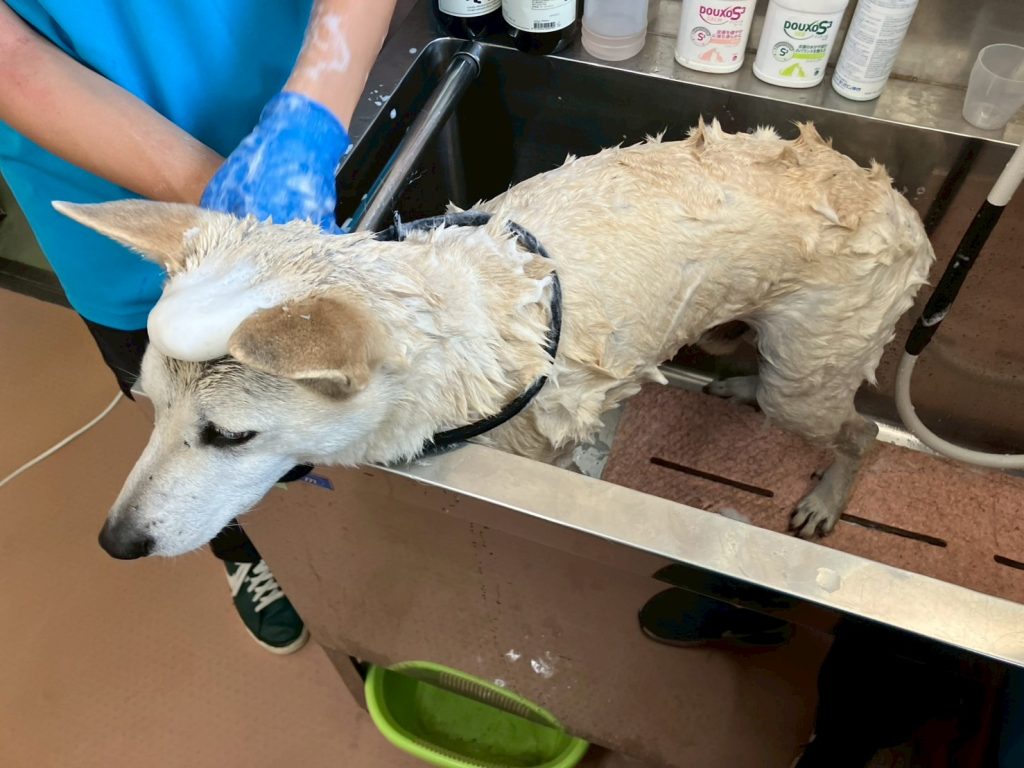 ワンだふるファミリーからの近況報告:2025年8月16日(土曜日) 28 a35569b39a3f6fc1b473209ea8a9fb7b