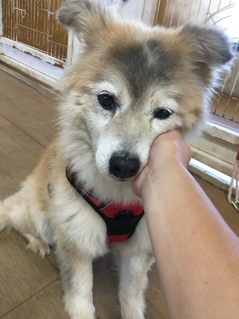 ワンだふるファミリーからの近況報告:2025年8月16日(土曜日) 31 4d04407b3f7d2a631cee7d4d8052d44a