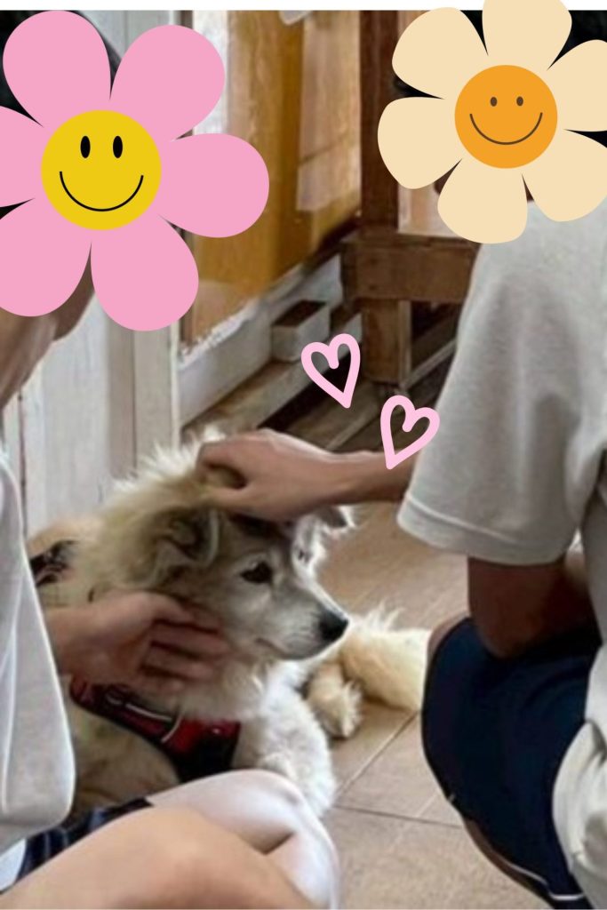 ワンだふるファミリーからの近況報告:2025年8月16日(土曜日) 32 e868419906826f47253b186223e14757