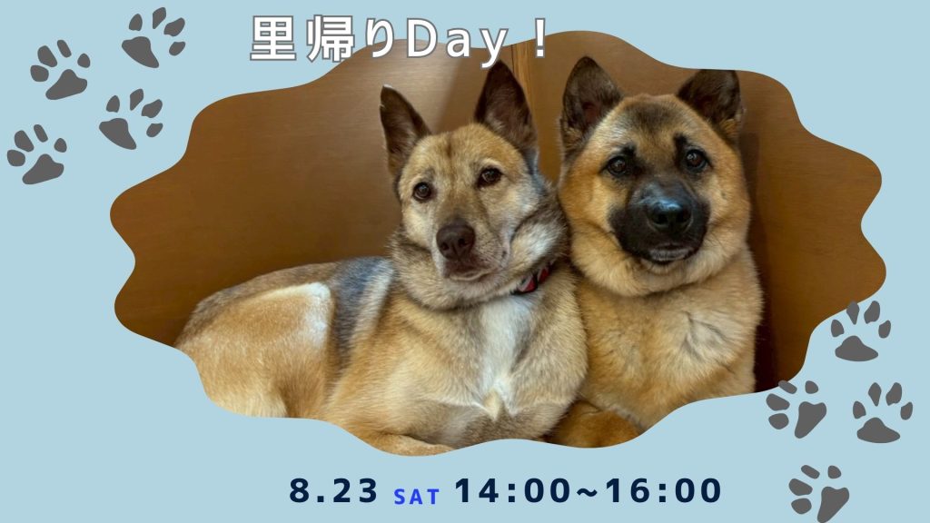 【ピースワンコのイベント】8/23(土)里帰りdayを開催(世田谷譲渡センター) 6 5a93636e5126211aed749e95c4f51497