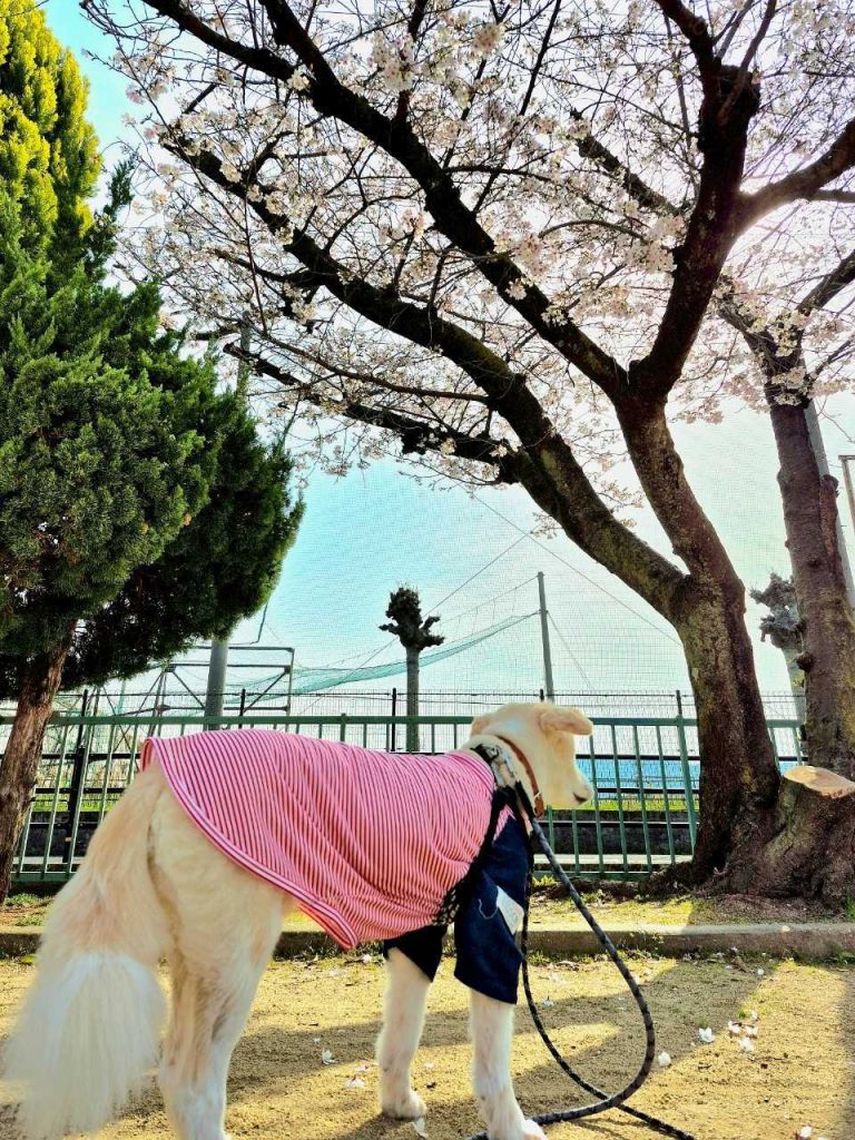 db83735b9ace1784c23787377e6adc53