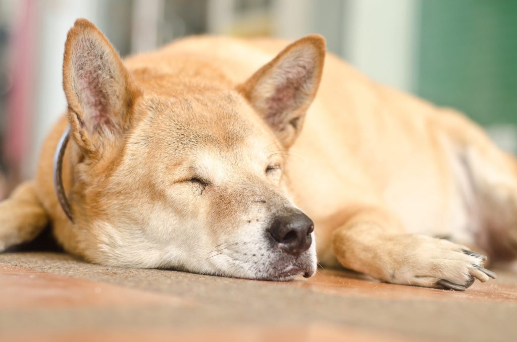 8c62d31cd9a86a038e71d3fc5e2f91af