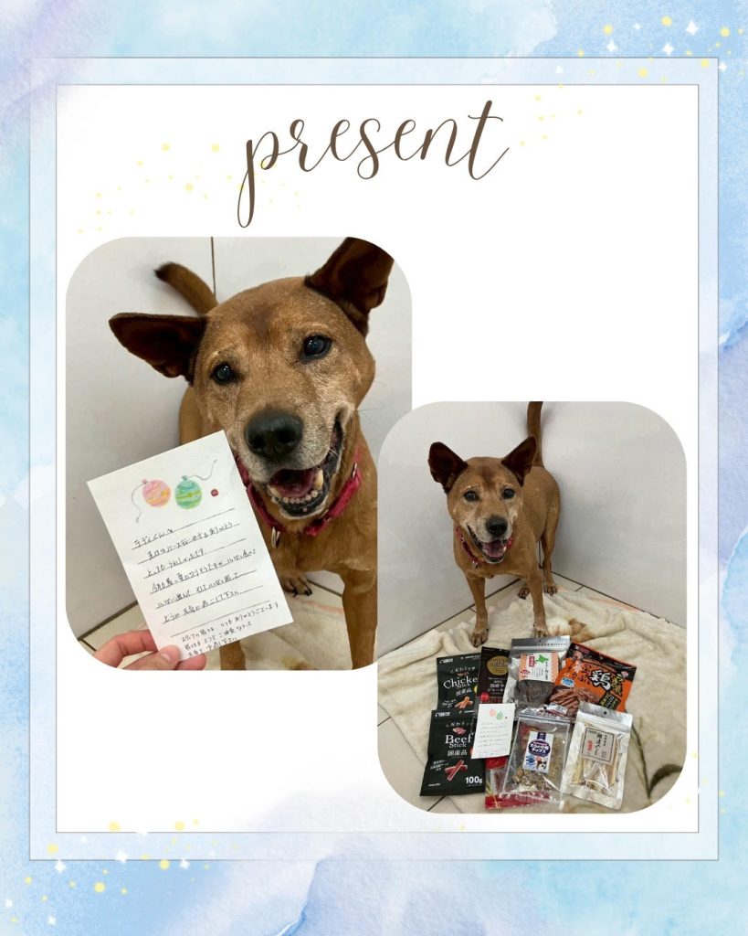 ワンだふるファミリーからの近況報告:2025年8月23日(土曜日) 5 4e1f1b27dc17e520cf10f3b563c8cf68