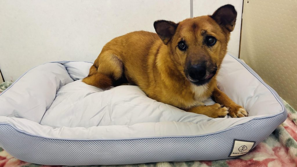 ワンだふるファミリーからの近況報告:2025年8月23日(土曜日) 7 9b0c3896f07140d5eb78ec2b55adaf63