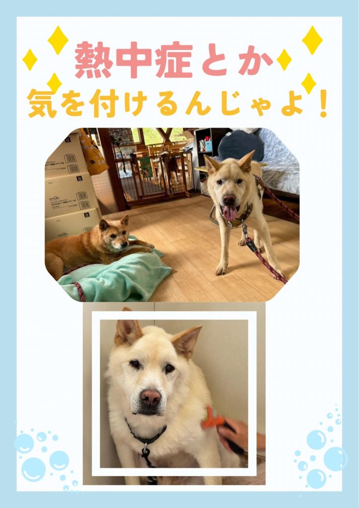 ワンだふるファミリーからの近況報告:2025年8月23日(土曜日) 8 4a6b48853ae71a82ad63d3d82fc1f9af 1