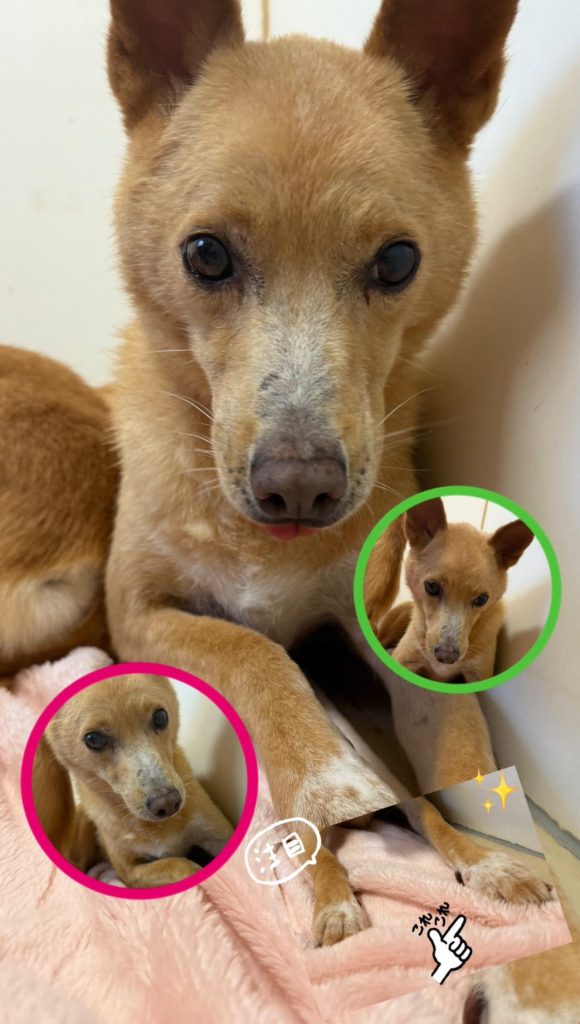 ワンだふるファミリーからの近況報告:2025年8月23日(土曜日) 10 e87f1086f7bf9f59f1ec0b2dd2f320a4