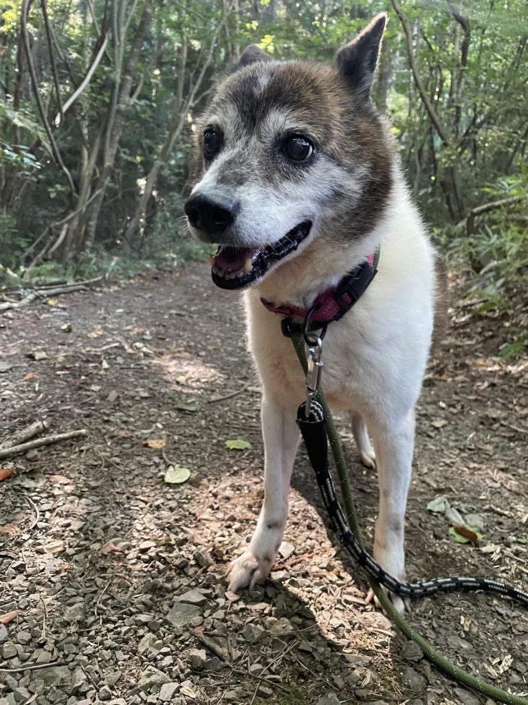 ワンだふるファミリーからの近況報告:2025年8月23日(土曜日) 11 f359235cbb9fe739bbcf8f3b57a5c63b 1