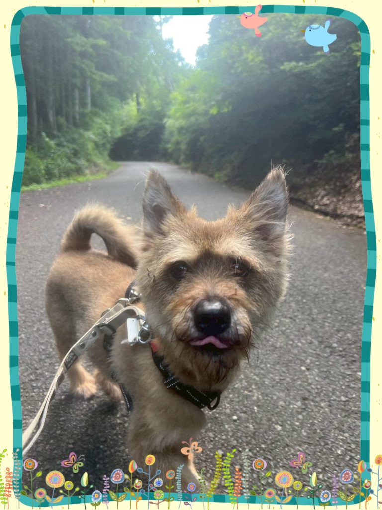 ワンだふるファミリーからの近況報告:2025年8月23日(土曜日) 12 5515386f3af0185b71c678f4a6beaeea