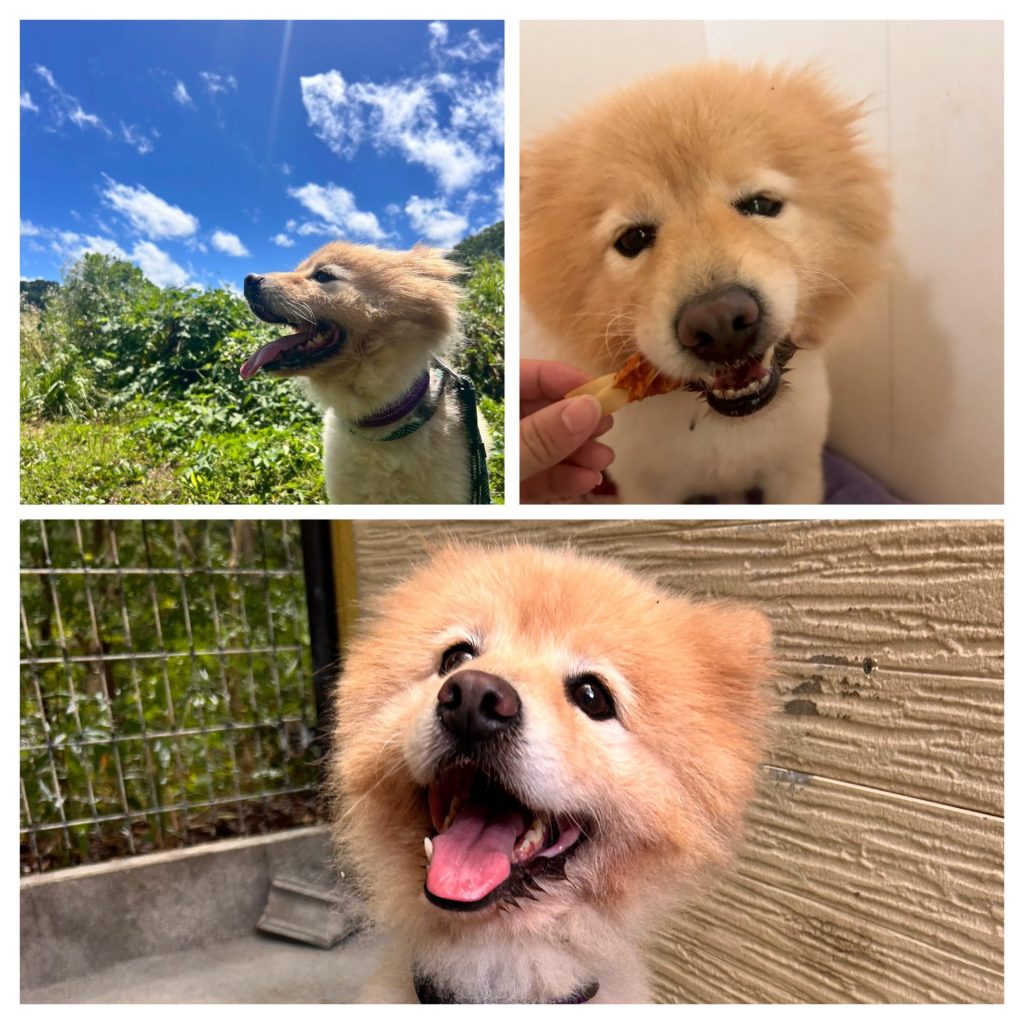 ワンだふるファミリーからの近況報告:2025年8月23日(土曜日) 13 f828ac76cf1fc05c993080059f11d49f