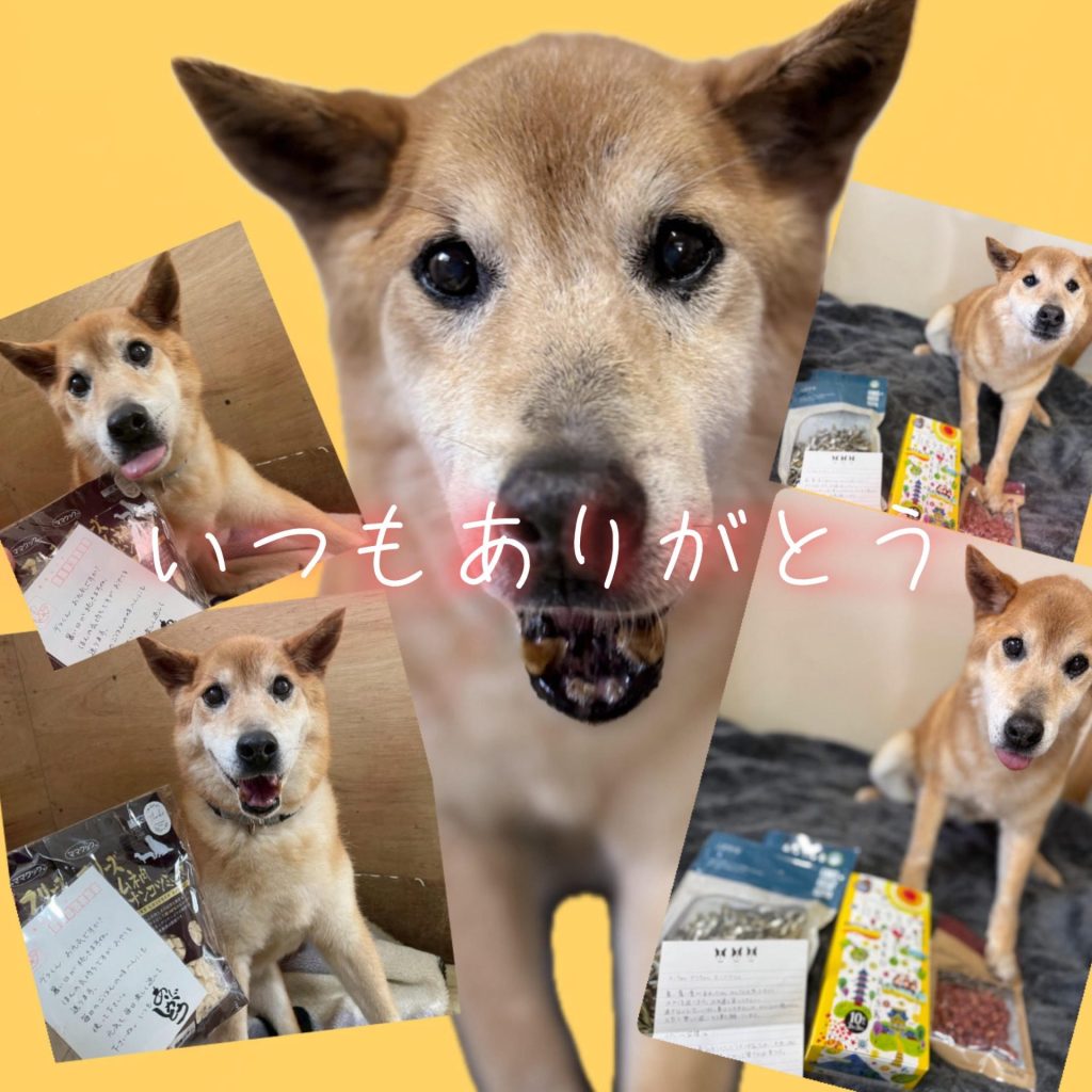 ワンだふるファミリーからの近況報告:2025年8月23日(土曜日) 14 597737f9af87d0b1b6bf49fa60429ea8 1