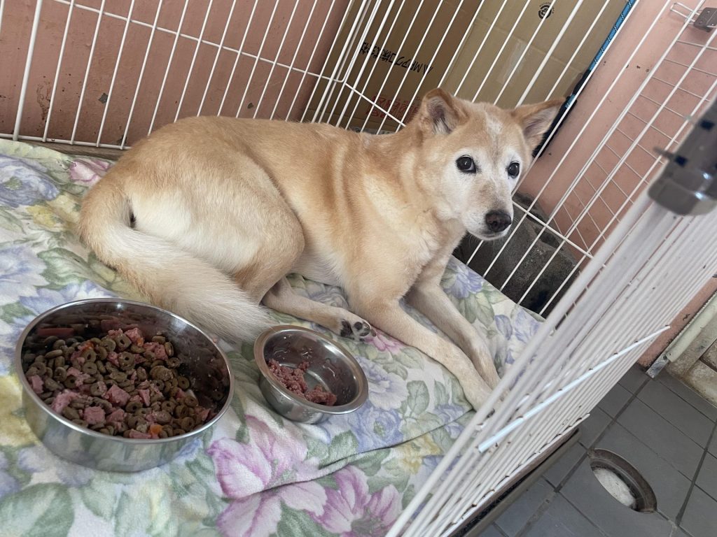 ワンだふるファミリーからの近況報告:2025年8月23日(土曜日) 15 f819d6428bc3e0b807315df1c9edf6b2 1