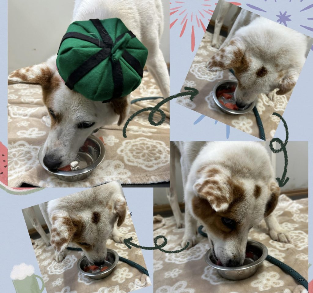 ワンだふるファミリーからの近況報告:2025年8月23日(土曜日) 16 210da2cf24892a8575697fed6df1077f