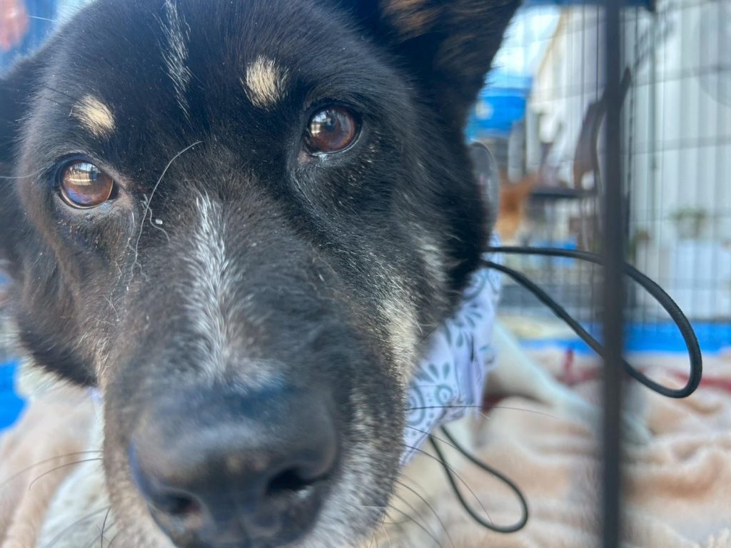 ワンだふるファミリーからの近況報告:2025年8月23日(土曜日) 17 5bed7e27c36fcf6e7b8f9f153663b57d