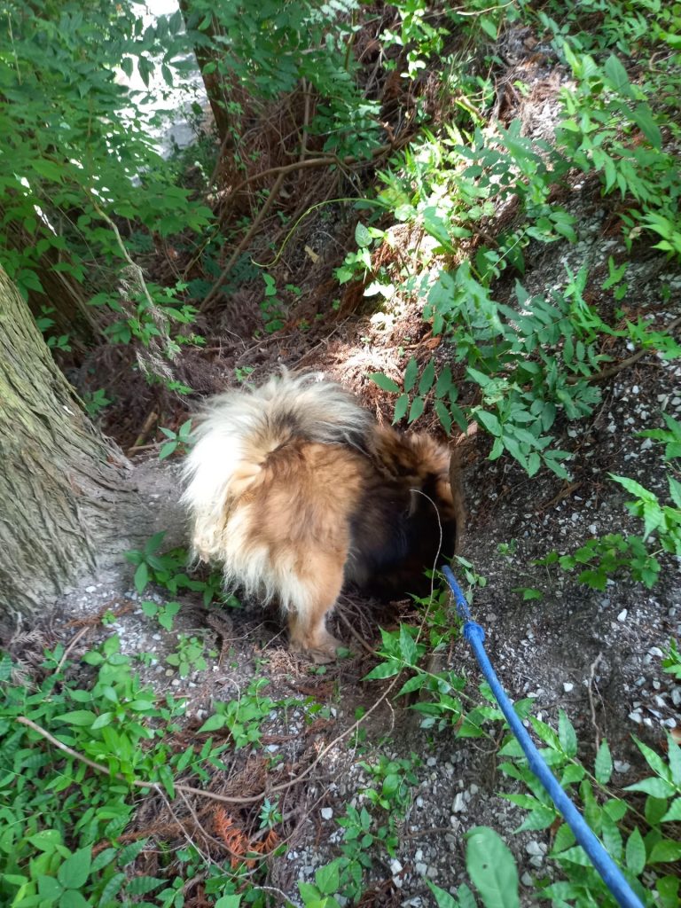 ワンだふるファミリーからの近況報告:2025年8月23日(土曜日) 18 aa426b7f4cde75b95dc8e931b74af1ed