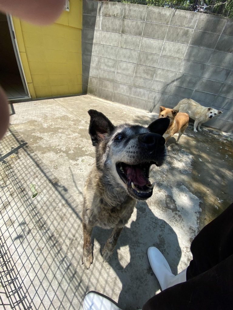 ワンだふるファミリーからの近況報告:2025年8月23日(土曜日) 19 1c246876c5b3deb4d861953a56b73c20