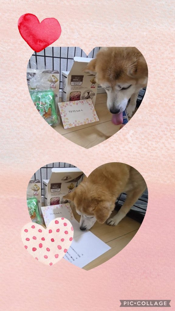 ワンだふるファミリーからの近況報告:2025年8月23日(土曜日) 20 f19e73d3e3667b1acae832973e7af8cb