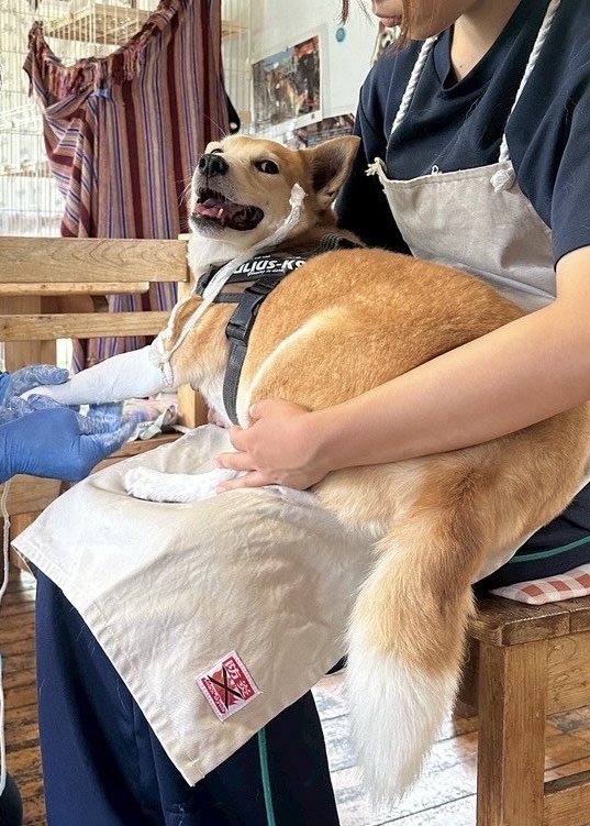 ワンだふるファミリーからの近況報告:2025年8月23日(土曜日) 2 2f36528f22d2f5cb92ad897b24b393c3