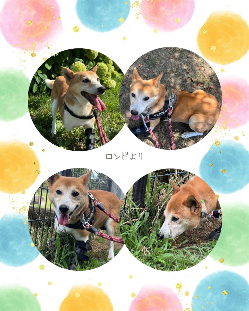 ワンだふるファミリーからの近況報告:2025年8月23日(土曜日) 3 64a497d3b9b2efba28185095b77671cd