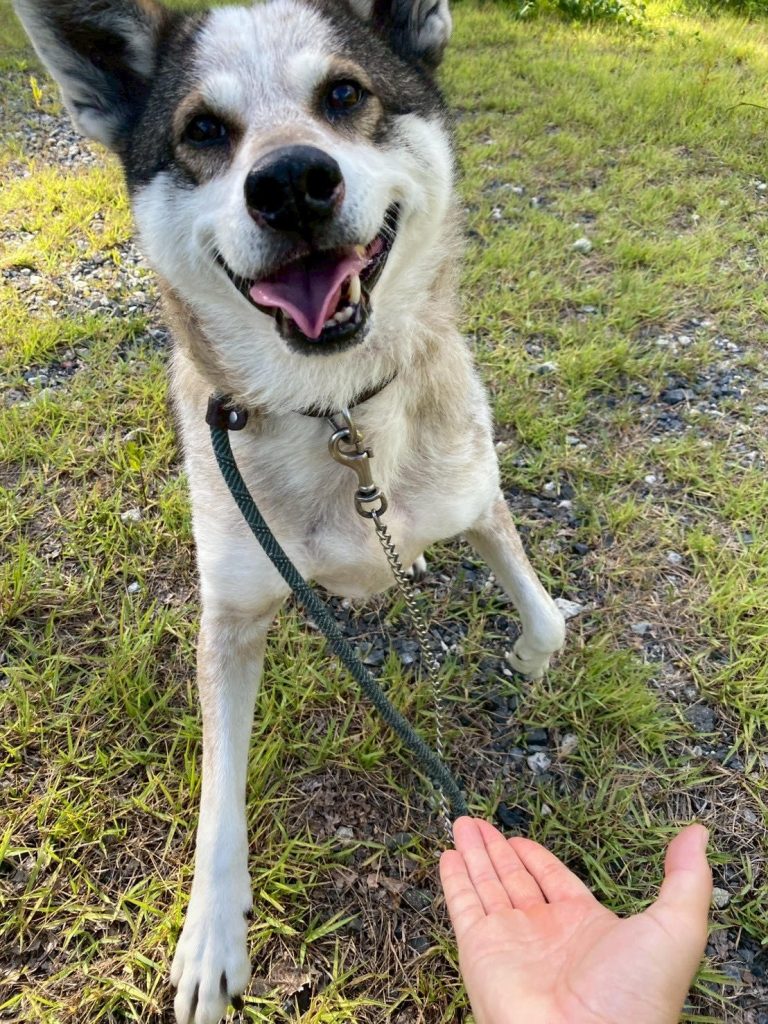 ワンだふるファミリーからの近況報告:2025年8月23日(土曜日) 21 0e24e3e5abd8c12ff208067a109bd138