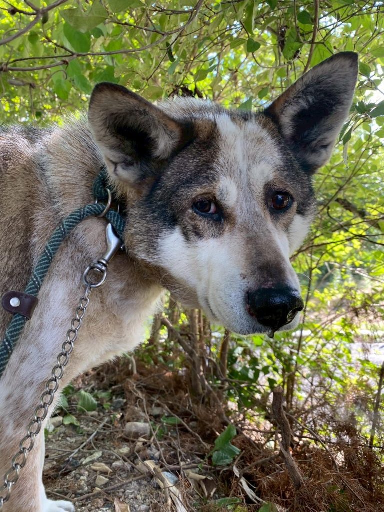 ワンだふるファミリーからの近況報告:2025年8月23日(土曜日) 22 a9eb4681cd05f4f1d7e31efe45e9c47e