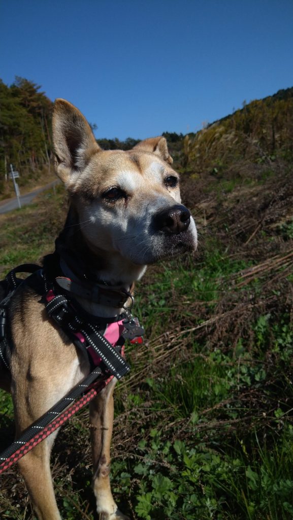 ワンだふるファミリーからの近況報告:2025年8月23日(土曜日) 25 2193add406697a5d892e5faf627951ec 1