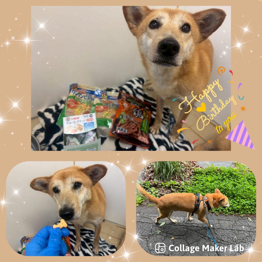 ワンだふるファミリーからの近況報告:2025年8月23日(土曜日) 23 79374f9f1015ffc8aeba04e422be6a06