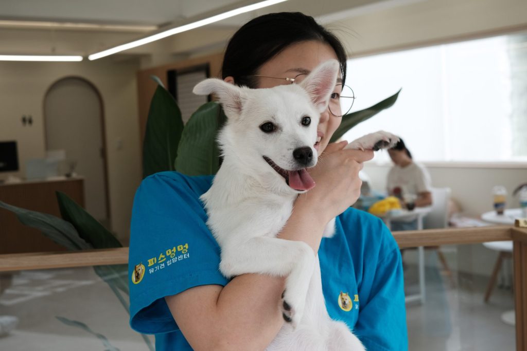 韓国に都市型保護犬譲渡センター「ピースモンモン」が誕生! 2 2c72048061684