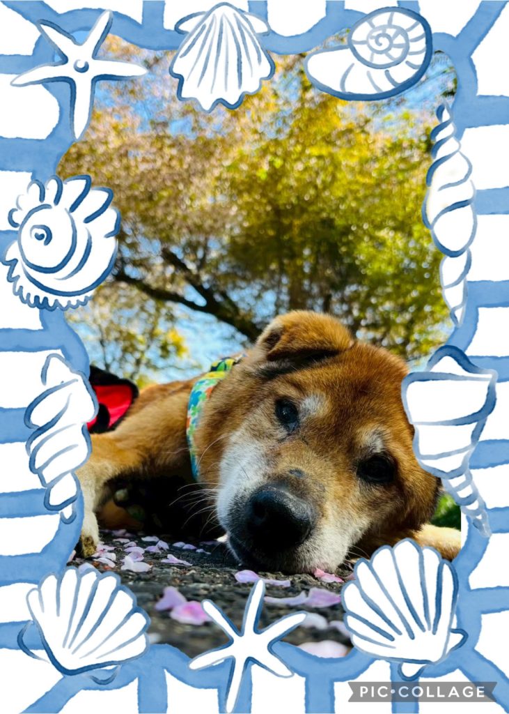 4c2034e548af261e721867cf15c4373b 1