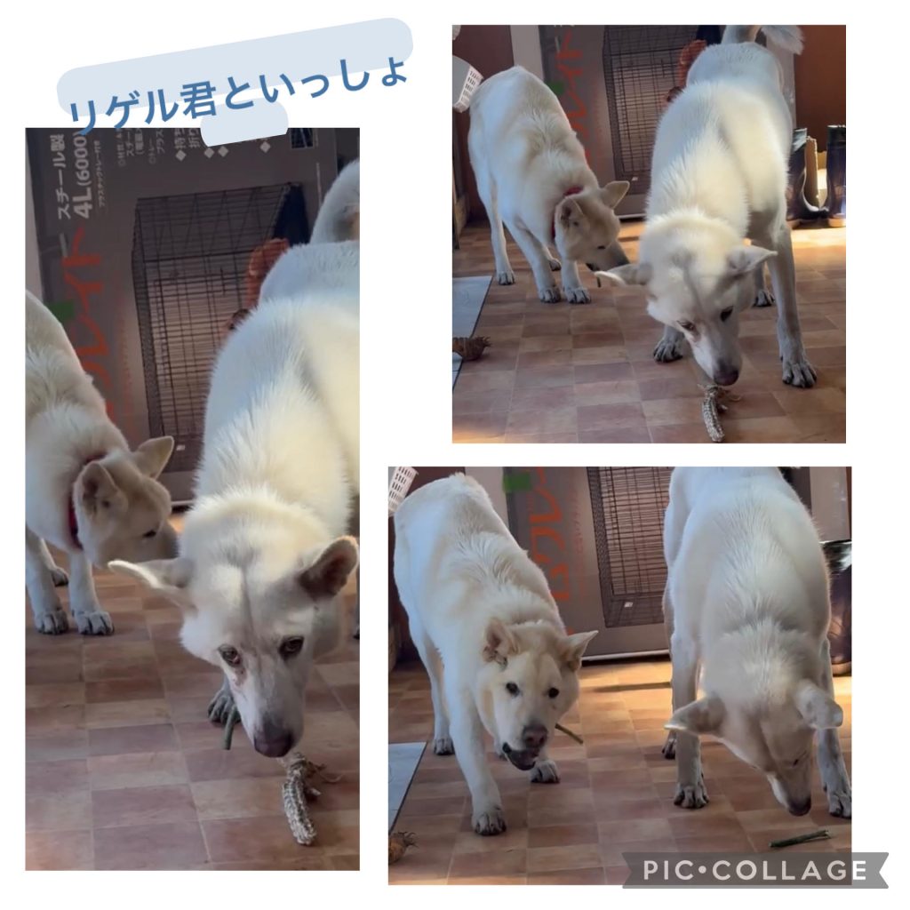 7fce745298c9540c9c6c434f3c9df7ae 1