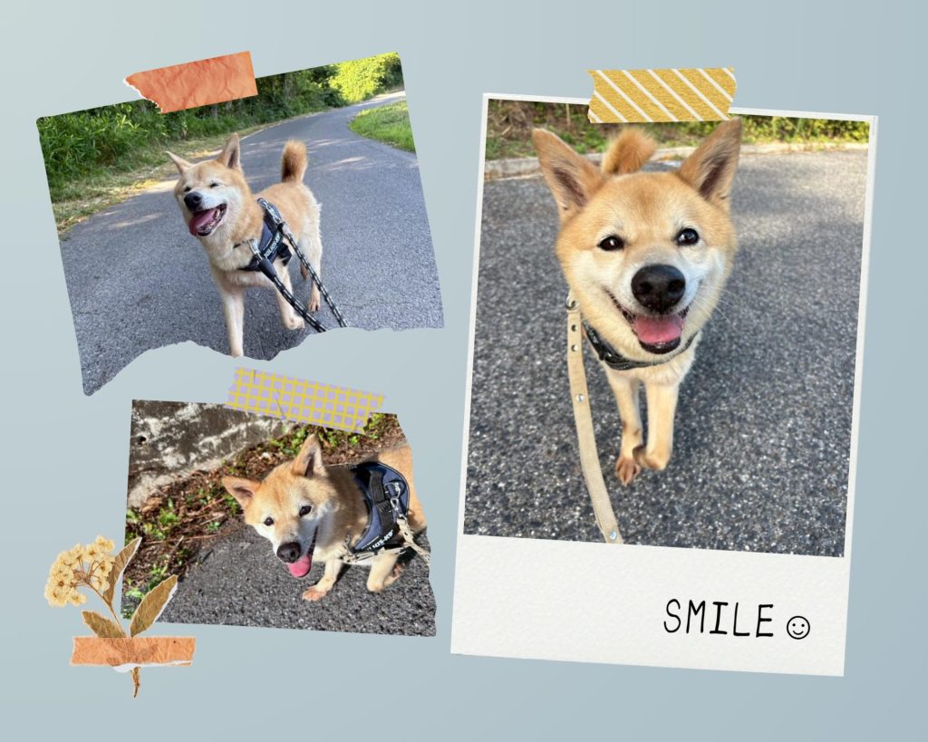 2e32f8532941dc505ac49cad8f73214e