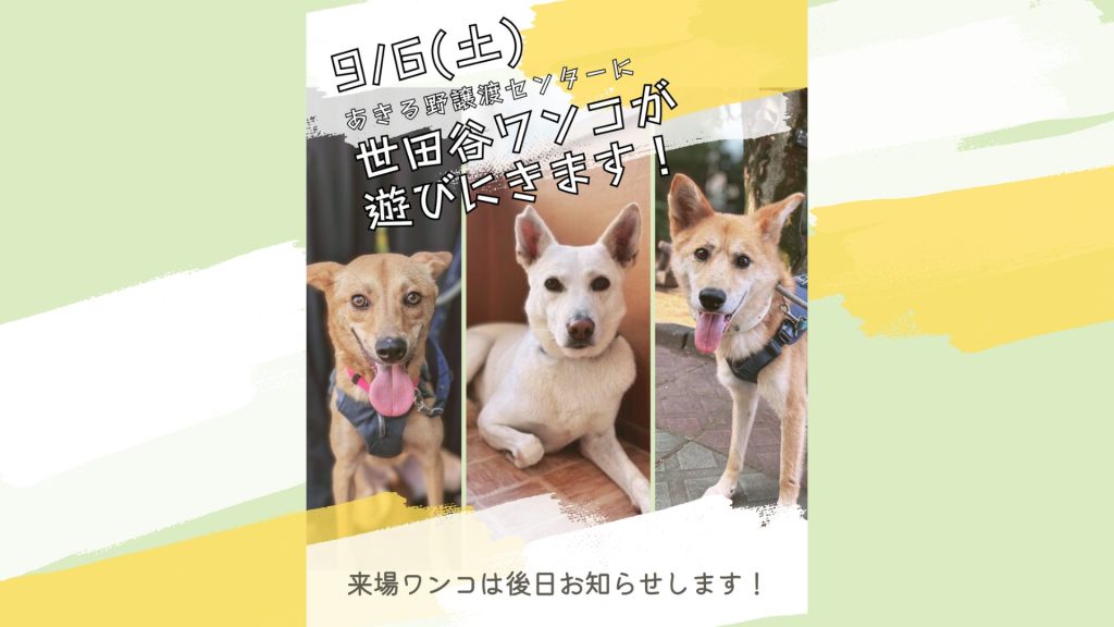 【ピースワンコのイベント】9/6(土)世田谷ワンコが遊びにきます!(あきる野譲渡センター) 6 ea2c8b1c110574807fab943ffd1efe93 1