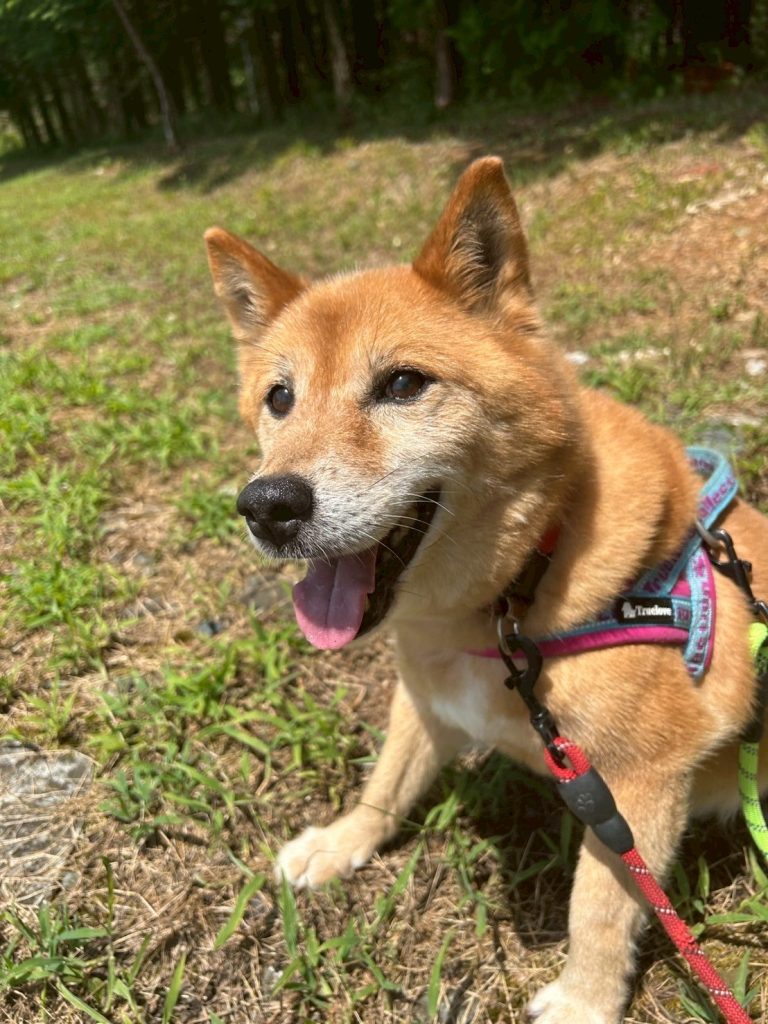 9d66c445b4fa769e751a876a7295fe60