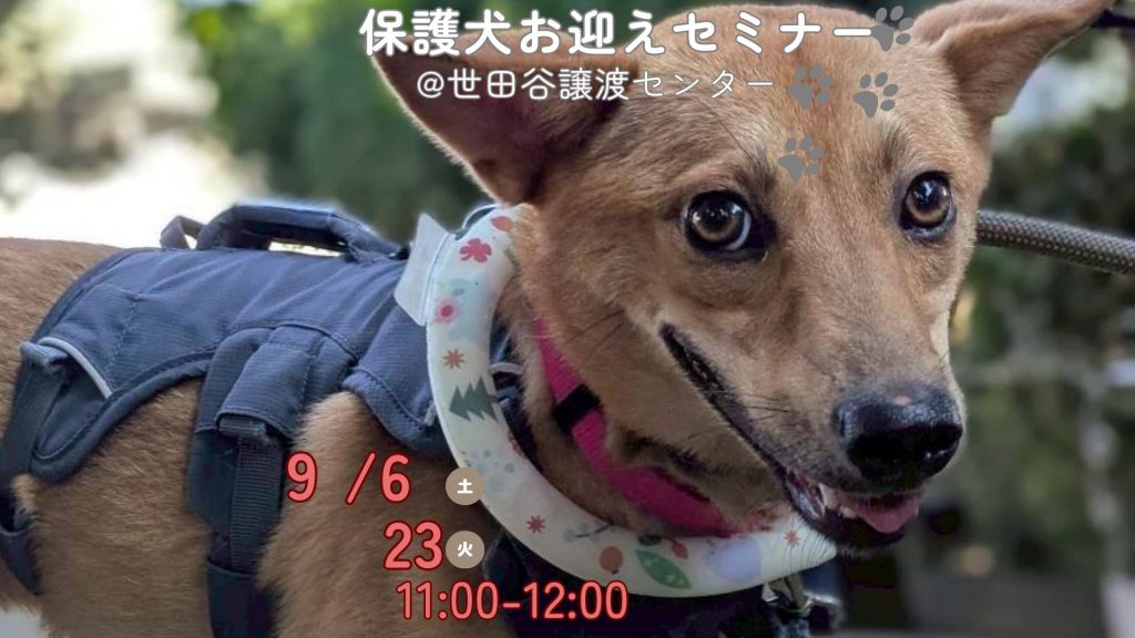 【ピースワンコのイベント】9/23(祝火)保護犬お迎えセミナー を開催(世田谷譲渡センター) 11 225e57d460a65da8a5cb860338de020f
