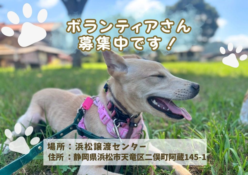【ピースワンコのイベント】9/28(日)「ボランティア説明会」開催(浜松譲渡センター) 3 40a17bee15ad482098ad04c12d12d61d