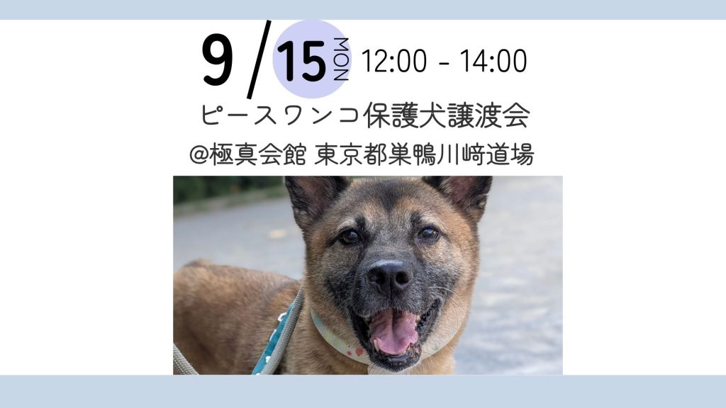 【ピースワンコの譲渡会】9/15(月祝)保護犬🐾譲渡会に参加(あきる野・世田谷・西東京ふれあい譲渡センター)(東京/豊島区) 1 90b34cd8405a5e0886a9ee01ade98944