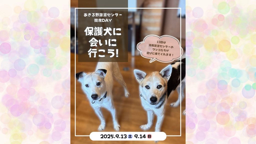 【ピースワンコのイベント】9/13(土)、14(日)「保護犬に会いに行こう!」開催(あきる野譲渡センター) 3 3